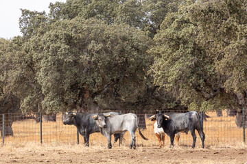 Naklejka na ściany i meble Cows in the fields of Salamanca, Spain