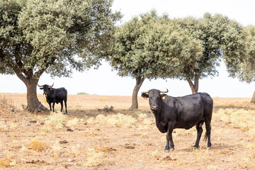 Cows in the fields of Salamanca, Spain