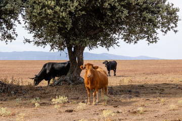Cows in the fields of Salamanca, Spain