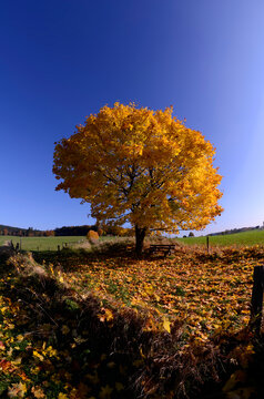 Bäume im Herbst vor blauem Himmel