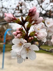 公園に咲く桜の花のアップ
