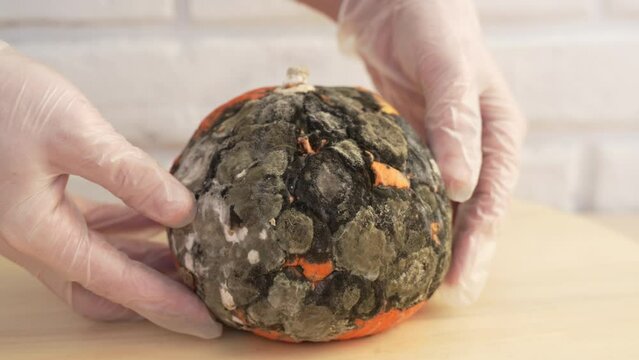 Scientist wearing gloves demonstrates orange pumpkin covered with various types of mold. Fungal infection of vegetables after storage in damp room. Volatile spores that cause allergies and asthma.