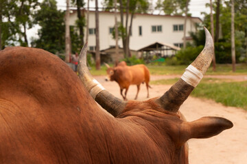 The sharp-horned cow looked at the other cow.