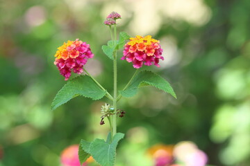 Lantana is a genus of about 150 species of perennial flowering plants in the verbena family, Verbenaceae.