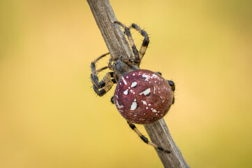Śliczny czerwony pająk krzyżak na leśnej polanie - obrazy, fototapety, plakaty