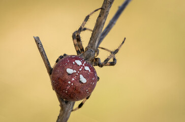 Śliczny czerwony pająk krzyżak na leśnej polanie - obrazy, fototapety, plakaty