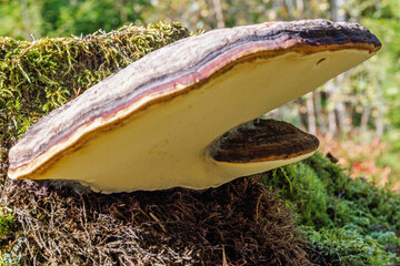 Red-belted conk on a tree stump - obrazy, fototapety, plakaty