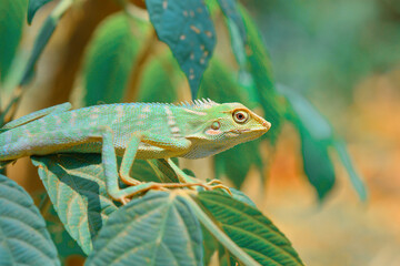 photo of a green lizard perched on leaves with vivid colors