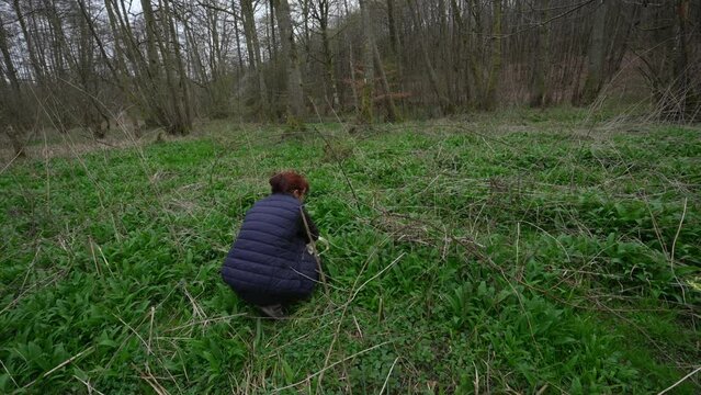 Handheld parallax orbit around woman bent over picking leafs from forest floor, wild garlic