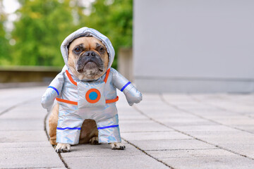 Cute French Bulldog dog wearing funny Halloween astronaut space suit costume with copy space © Firn