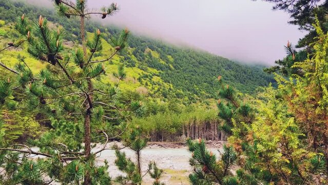The fog is spreading over the pine forest. Branches of fir trees against the background of a mountain river on a foggy day. Morning in the mountains in rainy cloudy weather. North Ossetia. Digor Gorge