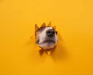 Dog jack russell terrier broke through orange cardboard background.