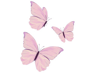 Fototapeta na wymiar pink butterfly on white background waterclor 