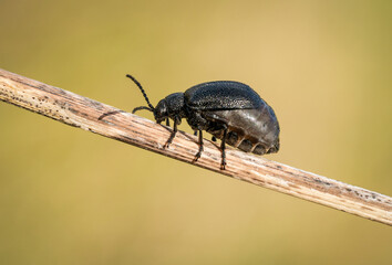 Śliczny czarny chrząszcz na wiosennej zielonej łące