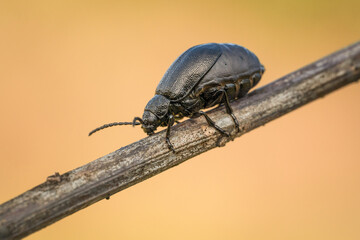 Śliczny czarny chrząszcz na wiosennej zielonej łące
