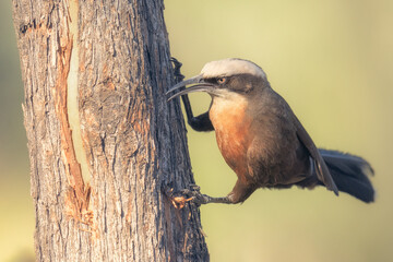 A wild gray-crowned babbler (Pomatostomus temporalis) hunting for a hidden grub under the bark of a...