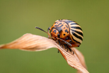 Śliczny chrząszcz na zielonej wiosennej polanie - obrazy, fototapety, plakaty