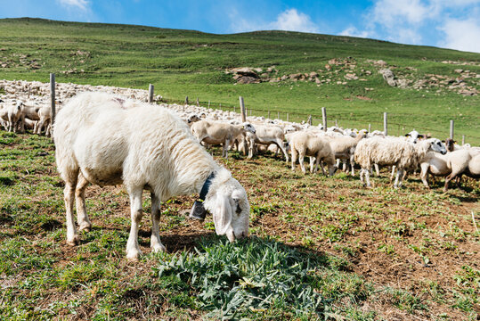 Assaf sheep grazing against herd in green countryside