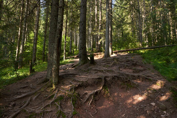 Protruding roots in the forest