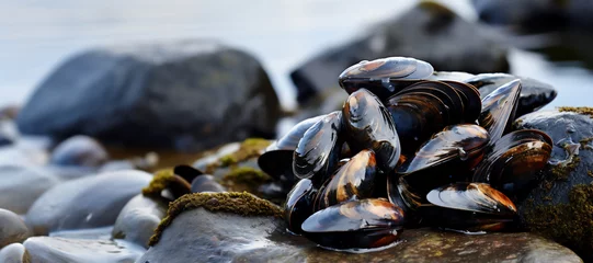 Deurstickers Sea waves hitting wild mussels on rocks, banner © Iryna Melnyk