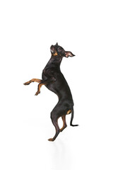Cute miniature Pinscher standing on hind legs over white studio background. Studio shot of purebred Prague ratter dog posing. Concept of animal care, fashion and ad