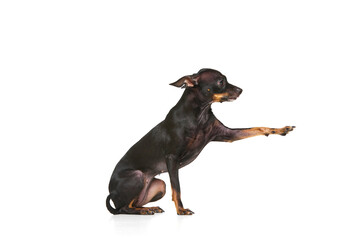 Friend. Portrait of funny active pet, cute miniature Pinscher dog posing isolated over white studio background.