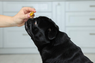 Woman giving pill to cute Pug dog in room, closeup