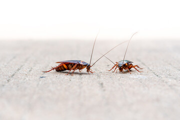 two dirty cockroach walking on the floor, red cockroach disgusting insect in home, american cockroach walking along  house.