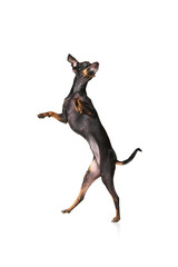 On the run. Pinscher little dog is posing. Cute playful doggy or pet playing on white studio background. Looks happy, delighted, funny.