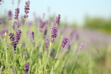 Obraz premium Beautiful blooming lavender growing in field, closeup. Space for text