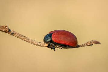 Piękny czerwony chrząszcz na zielonej wiosennej łące