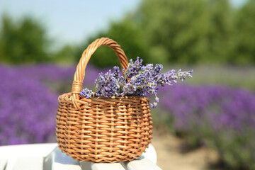 Fototapeta na wymiar Wicker bag with beautiful lavender flowers on white wooden bench in field