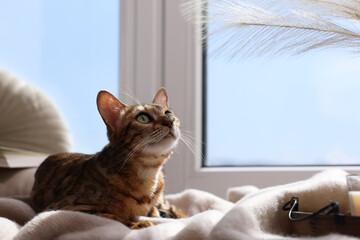 Cute Bengal cat lying on windowsill at home, space for text. Adorable pet