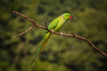 green winged parakeet