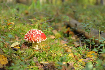 Alone bright fly agaric mushroom grows on a green moss in the autumn forest.	