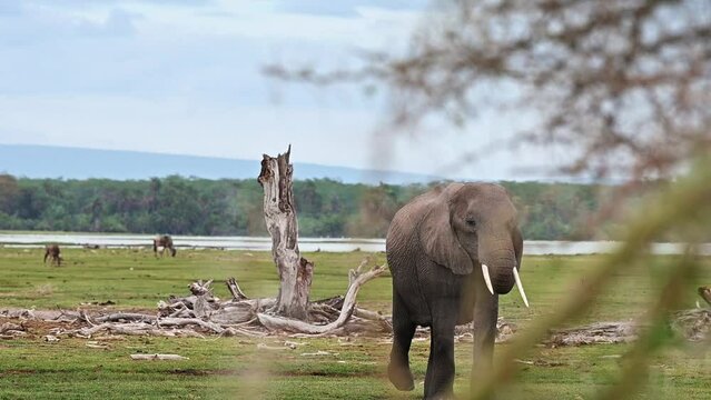Wild animals of Africa. African elephant walking in a savannah in a natural environment. Kenya
