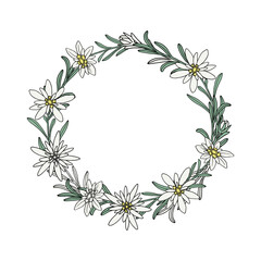Edelweiss wreath. Branches with leaves and flowers. Hand drawn contour vector illustration.