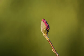 Śliczny pączek kwiat na zielonej wiosennej łące
