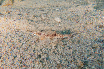 Fish swimming in the Red Sea, colorful fish, Eilat Israel

