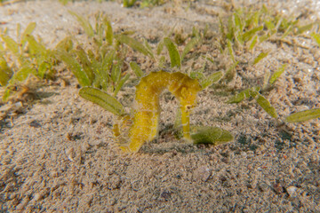 Sea Horse in the Red Sea Colorful and beautiful, Eilat Israel
