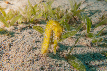 Sea Horse in the Red Sea Colorful and beautiful, Eilat Israel
