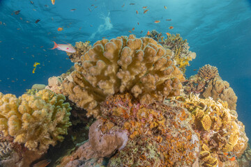 Coral reef and water plants in the Red Sea, Eilat Israel
