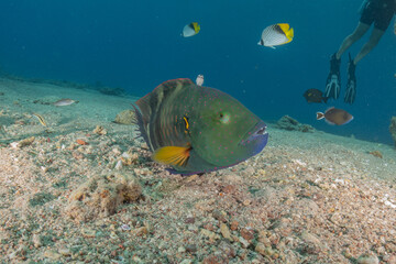 Fish swimming in the Red Sea, colorful fish, Eilat Israel
