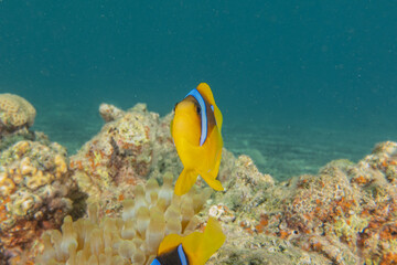 Fototapeta na wymiar Fish swimming in the Red Sea, colorful fish, Eilat Israel 