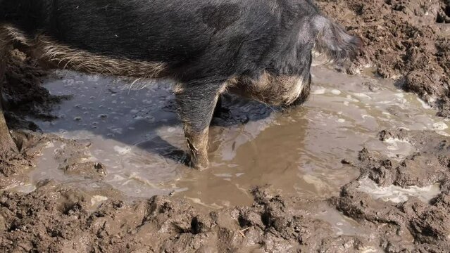 Black pig making air bubbles with his nose under the water, while he searching for food in the mud. Ossabaw Island hog with funny long-haired ears enjoying mud bath. Interesting animal behaviour. 4K