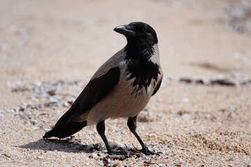 Corneille mantelée - Corvus cornix