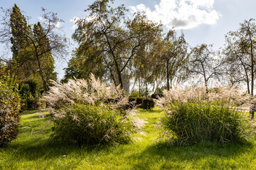 Spätsommer im Olga Park in Oberhausen mit blühenden Ziergräsern und dem Gasometer im Hintergrund