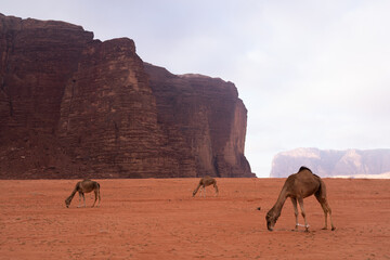 Wielbłądy pasą się na pustyni Wadi Rum, Jordania - obrazy, fototapety, plakaty