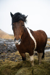 Portret koni (kucy) islandzkich