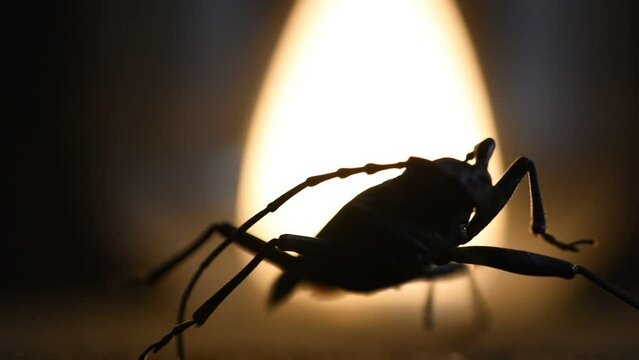 Cerambyx Cerdo great capricorn beetle silhouette rotating in warm studio lighting